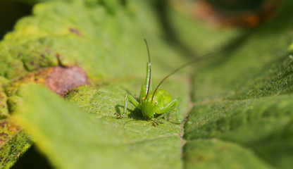 A grasshopper in the garden on a leaf