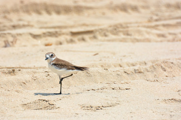 A little bird stands on the sand on Arambol beach in North Goa.India 