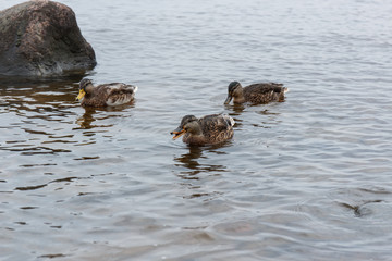 ducks on water in city park pond