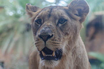 lioness in the zoo close up
