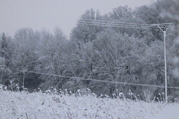 Winterlandschaft, Wald