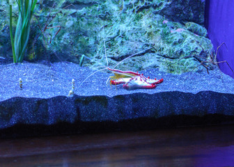 crayfish in an aquarium close-up
