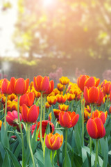 Beautiful tulips in the morning light.
