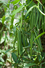 The Vanilla plants of plantation agriculture in tropical