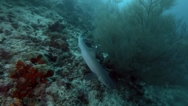 Whitetip reef shark emerges from behind the black coral
