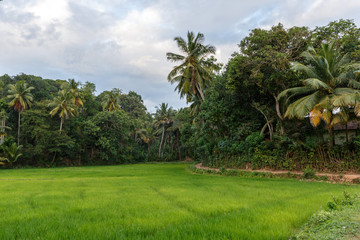 Scenic view of blue cloudy sky, palm trees and green grass, sri lanka, mirissa