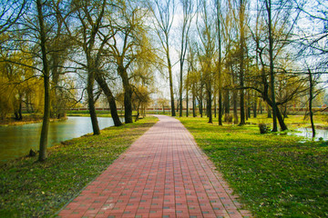 Obraz premium Path in Park 