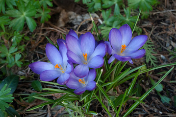 Crocus