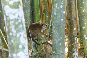 close up view of wild monkey in natural habitat, Asia