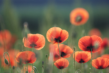 Beautiful poppy field at sunrise in spring