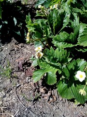 Strawberries