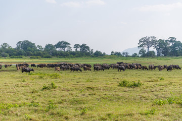 Fototapeta na wymiar scenic view of heard of wild bulls in natural habitat on field, sri lanka, minerriya