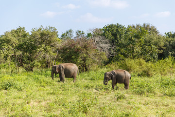 scenic view of wild elephants in natural habitat on field, sri lanka, minneriya