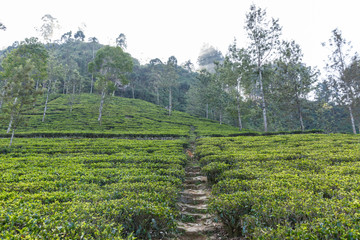 Fototapeta na wymiar Scenic view of path on tea plantation covered with green grass and trees, sri lanka, nuwara eliya