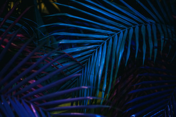 leaves of phonix roebelenii dwarf date palm in color, selective focus 