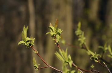 sprouts of young leaves on a branch of a tree
