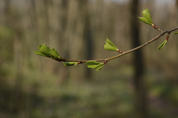 sprouts of young leaves on a branch of a tree