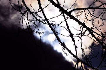 soleil d'hivers et branches d'arbres