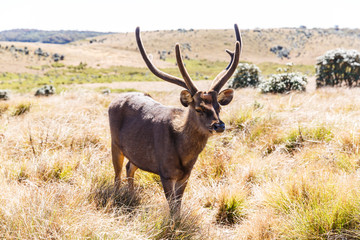 Naklejka na ściany i meble scenic view of wild deer with big horns in natural habitat, sri lanka, horton plains