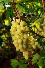 bunch of ripe grapes