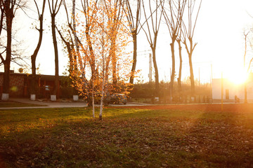 Beautiful park. Nature. Autumn day.