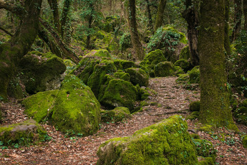 Passaggio segreto nel magico bosco di Biancaneve
