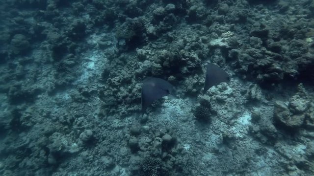 Two juvenile Greater Guinean Mobula swim over reef 
