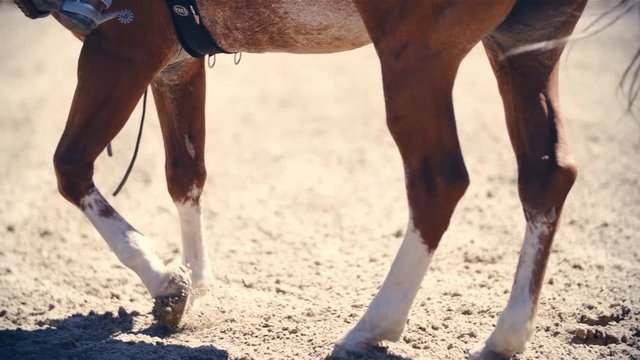 Horse legs turning around close up slow motion 4K