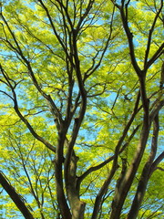 芽吹きの欅