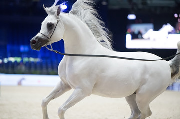running arabian white show horse.  inside