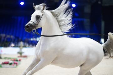 running arabian white horse.   inside
