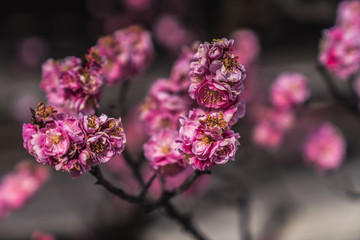 Cherry Blossom 1