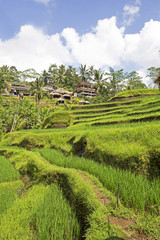 Tegallalang Rice Terrace on Bali island