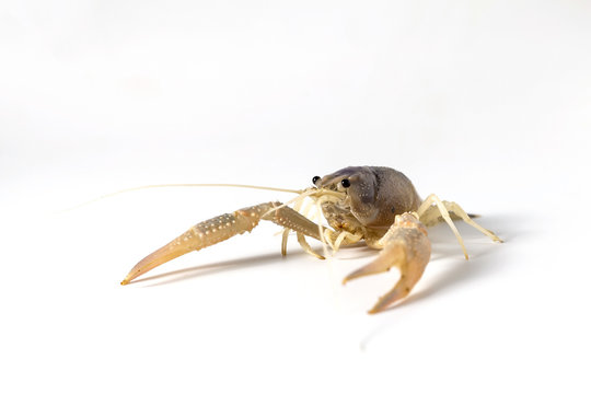 shrimp or freshwater prawn on white background