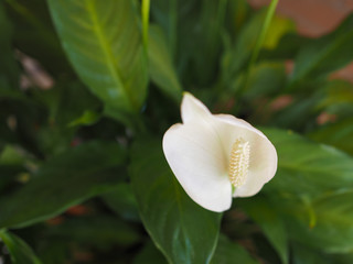 Fototapeta na wymiar white calla (Calla palustris) flower