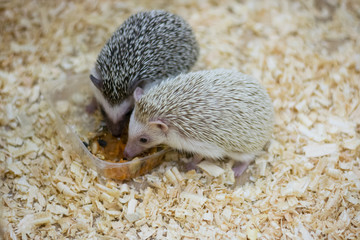 Two hedgehogs eat in the zoo