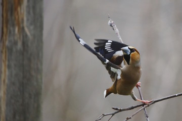 Frosone comune (Coccothraustes coccothraustes)