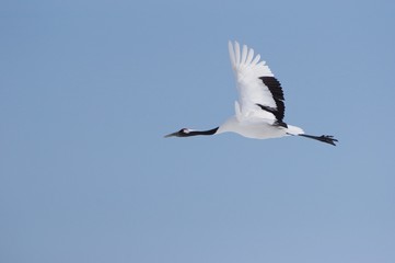 Fototapeta na wymiar Japanese crane, blessedness　丹頂鶴飛翔