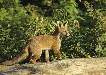 Obraz premium renard