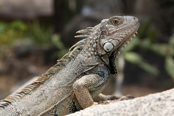 Green iguana sitting on a rock in the countryside, Aruba, Caribbean.
