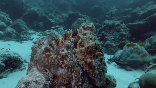Big Blue Octopus on a top coral reef
