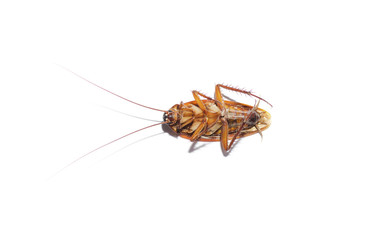 Dead cockroach on isolate white background