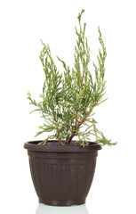 Arborvitae, evergreen plant of family Cupressaceae in pot isolated on white