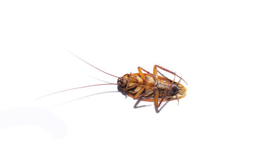 Dead cockroach on isolate white background