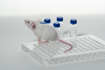 Fototapeta na wymiar a white laboratory mouse with an immunological plate and vials.