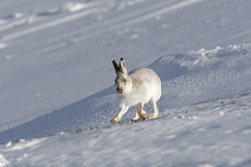 Mountain Hare (Lepus timidus) on the move in snow