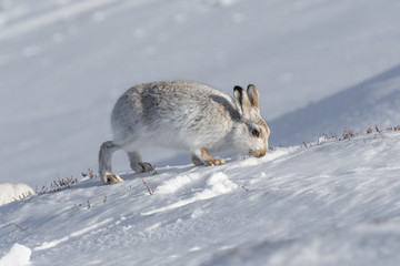 Mountain Hare (Lepus timidus) searching for food in snow