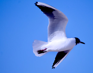 sea gull brown and white flying in blue sky
