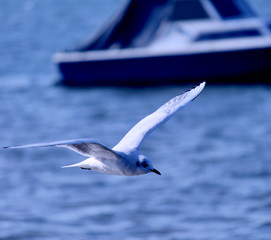 sea gull flying over river with open wings