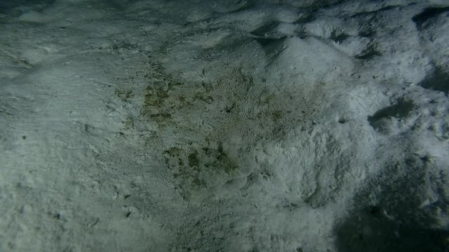 Upside Down Jellyfish or Cassiopea Jellyfish transplanted to another place on a sandy bottom in the night (unique shot)
